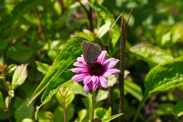 スイス チューリッヒにあるピンク色の花に座っているリンクレット蝶 Aphantopus Hyperantus — ストック写真