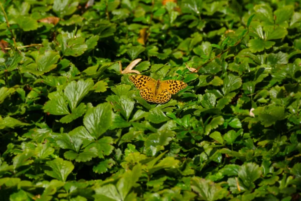 Papillon Fritillaire Argynnis Paphia Lavé Argent Assis Sur Des Feuilles — Photo