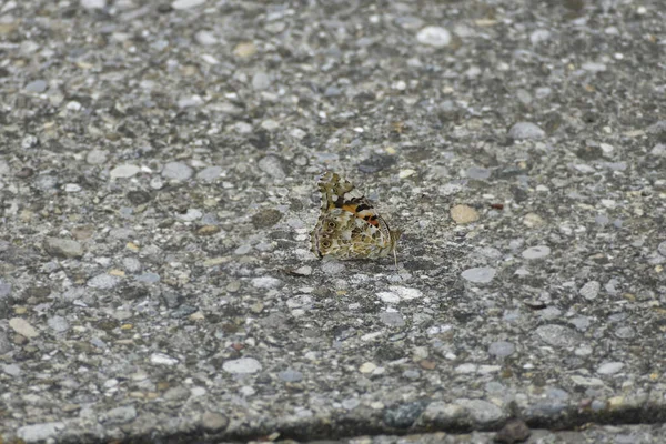 Painted Lady Vanessa Cardui Butterfly Closed Wings Sitting Stone Zurich — Stock Photo, Image