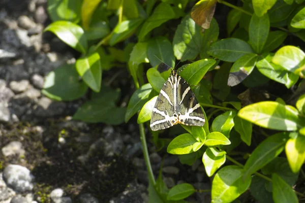 Jersey Tiger Euplagia Quadripunctaria Motýl Sedící Zeleném Listu Curychu Švýcarsko — Stock fotografie