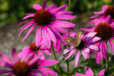İsviçre, Zürih 'te pembe bir çiçeğin üzerinde oturan açık kanatlı bir kelebek.