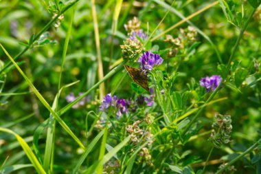 Burnet güve (Euclidia glyphica) İsviçre 'nin Zürih kentinde mor bir çiçeğe tünemiş bir kelebek.