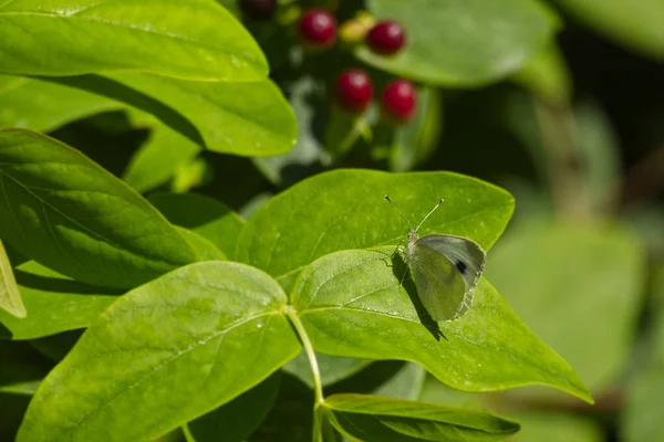 Μεγάλη Λευκή Πεταλούδα Pieris Brassicae Σκαρφαλωμένη Πράσινα Φύλλα Στη Ζυρίχη — Φωτογραφία Αρχείου