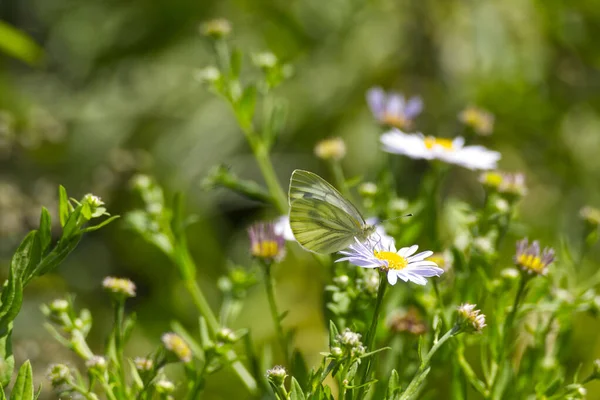 Papillon Blanc Nervures Vertes Pieris Napi Perché Sur Une Marguerite — Photo