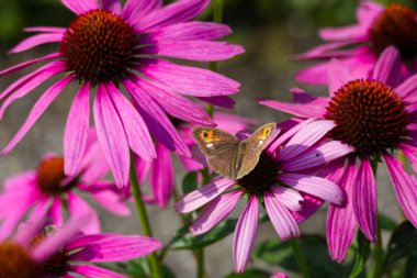 İsviçre, Zürih 'te pembe bir çiçeğin üzerinde oturan açık kanatlı bir kelebek.