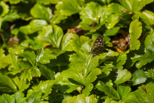 Foltos Erdei Pillangó Pararge Aegeria Részben Nyitott Szárnyakkal Zöld Levélen — Stock Fotó