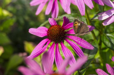 İsviçre, Zürih 'te bir ekinezya çiçeğinin üzerinde açık kanatlı bir kelebek.