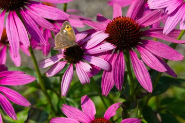İsviçre, Zürih 'te bir ekinezya çiçeğinin üzerinde açık kanatlı bir kelebek.
