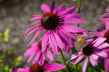 İsviçre, Zürih 'te bir ekinezya çiçeğinin üzerinde açık kanatlı bir kelebek.