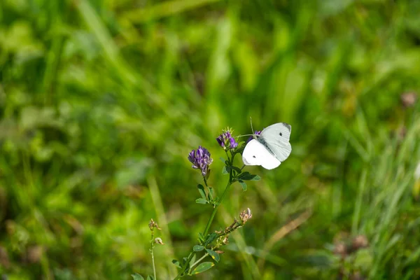 Μικρή Λευκή Πεταλούδα Pieris Rapae Σκαρφαλωμένη Μωβ Λουλούδι Στη Ζυρίχη — Φωτογραφία Αρχείου