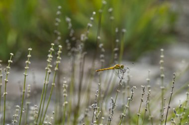 İsviçre 'nin Zürih kentinde lavanta üzerinde dişi benekli darter (Sympetrum depressiusculum) yusufçuğu
