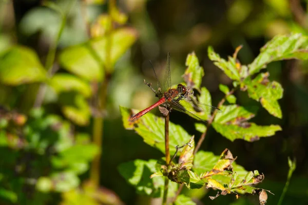 Male Spotted Darter Sympetrum Depressiusculum Dragonfly Tree Branch Zurich Switzerland — Stock Photo, Image
