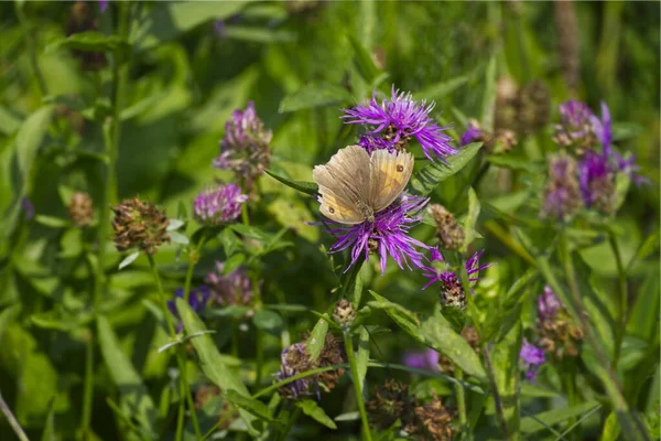 Łąka Brązowy Maniola Jurtina Motyl Otwartymi Skrzydłami Siedzi Różowym Kwiecie — Zdjęcie stockowe