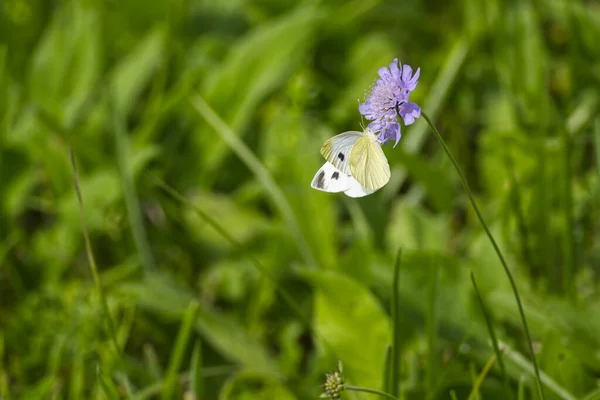 Большая Белая Бабочка Pieris Brassicae Сидит Фиолетовом Цветке Цюрихе Швейцария — стоковое фото