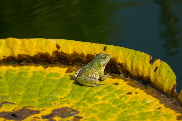 Pool Frog Pelophylax Lessonae Sitting Lily Pad Pond Zurich Switzerland — Stock Photo, Image