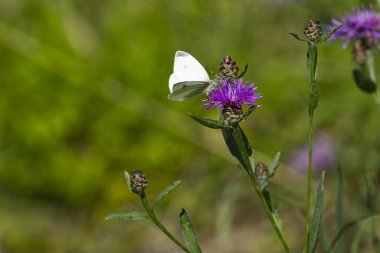 İsviçre 'nin Zürih kentindeki küçük beyaz kelebek (Pieris rapae)