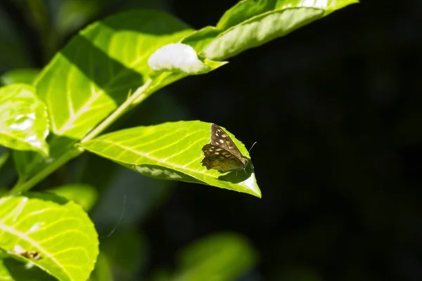 Speckled Wood Butterfly Pararge Aegeria Μερικώς Ανοιχτές Πτέρυγες Σκαρφαλωμένες Πράσινα — Φωτογραφία Αρχείου