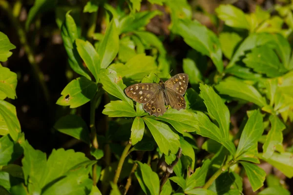 Gefleckter Waldschmetterling Pararge Aegeria Mit Offenen Flügeln Auf Grünem Blatt — Stockfoto