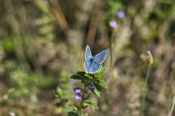 Borboleta Azul Cravejado Prata Plebejus Argus Com Asas Abertas Empoleiradas — Fotografia de Stock