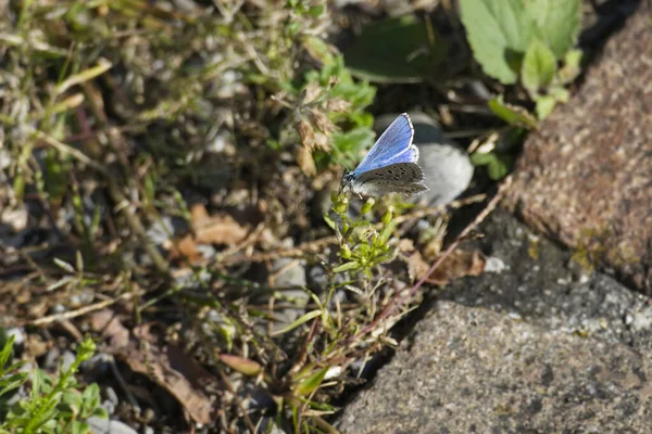 Mariposa Azul Tachonada Plata Plebejus Argus Encaramada Flor Zurich Suiza — Foto de Stock