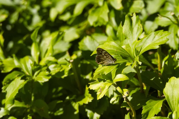 Pettyes Erdei Pillangó Pararge Aegeria Ültetett Zöld Levél Zürichben Svájcban — Stock Fotó