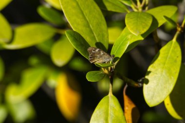 Benekli Kelebek (Pararge aegeria) İsviçre 'nin Zürih kentinde yeşil yaprağa tünemiştir.