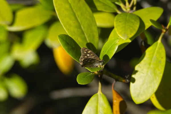 Speckled Wood Butterfly Pararge Aegeria Perched Green Leaf Zurich Switzerland — Stock Photo, Image