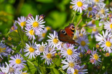 Avrupa tavus kuşu kelebeği (Aglais io) İsviçre 'nin Zürih kentinde İspanyol Daisy üzerinde oturuyor