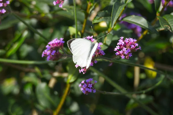 Großer Weißer Schmetterling Pieris Brassicae Thront Auf Lila Blüten Zürich — Stockfoto