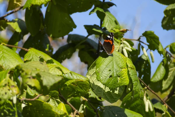 Borboleta Vermelha Almirante Vanessa Atalanta Empoleirada Folha Verde Zurique Suíça — Fotografia de Stock