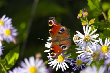 Avrupa tavus kuşu kelebeği (Aglais io) İsviçre 'nin Zürih kentinde İspanyol Daisy üzerinde oturuyor