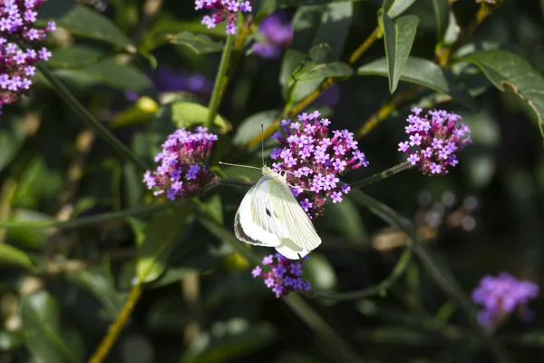 Großer Weißer Schmetterling Pieris Brassicae Thront Auf Lila Blüten Zürich — Stockfoto