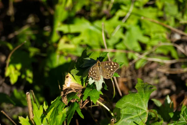 Mariposa Madera Salpicada Pararge Aegeria Posada Sobre Hoja Verde Zurich — Foto de Stock