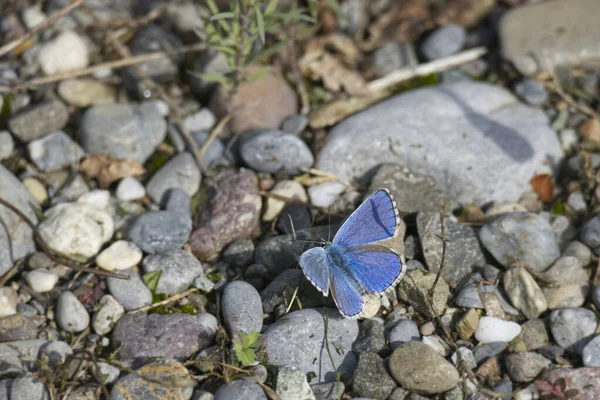 Серебристо Шипованная Синяя Plebejus Argus Бабочка Открытыми Крыльями Земле Цюрихе — стоковое фото
