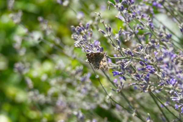 Szyper Malwy Carcharodus Alceae Motyl Siedzący Lawendzie Zurychu Szwajcaria — Zdjęcie stockowe