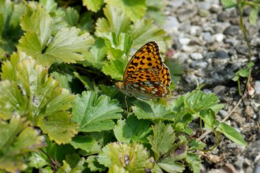 İsviçre, Zürih 'te yeşil bir yaprağın üzerinde oturan yüksek kahverengi fritiller kelebeği (Fabriciana adippe)