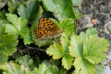 İsviçre, Zürih 'te yeşil bir yaprağın üzerinde oturan yüksek kahverengi fritiller kelebeği (Fabriciana adippe)