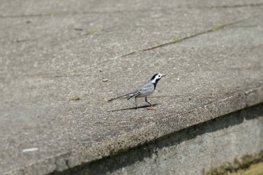 Beyaz kuyruklu (Motacilla alba) İsviçre, Zürih 'te taş bir yolda oturuyor.
