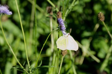 İsviçre, Zürih 'te küçük bir kırışıklığın üzerinde oturan yaygın kükürt kelebeği (Gonepteryx rhamni)