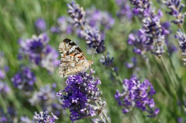 Boyalı Kadın (Vanessa Cardui) kelebek İsviçre 'nin Zürih şehrinde lavantanın üzerine tünedi