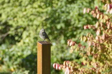 İsviçre 'nin Zürih kentindeki tahta direkte oturan Siyah Kırmızıparmak (Phoenicurus ochruros)