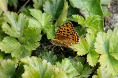 İsviçre, Zürih 'te yeşil bir yaprağın üzerinde oturan yüksek kahverengi fritiller kelebeği (Fabriciana adippe)