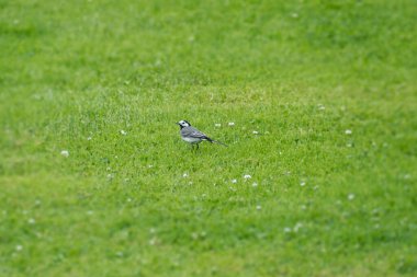 Beyaz kuyruklu (Motacilla alba) İsviçre, Zürih 'te çimlerin üzerinde oturuyor