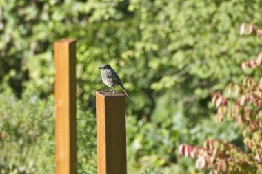 İsviçre 'nin Zürih kentindeki tahta direkte oturan Siyah Kırmızıparmak (Phoenicurus ochruros)