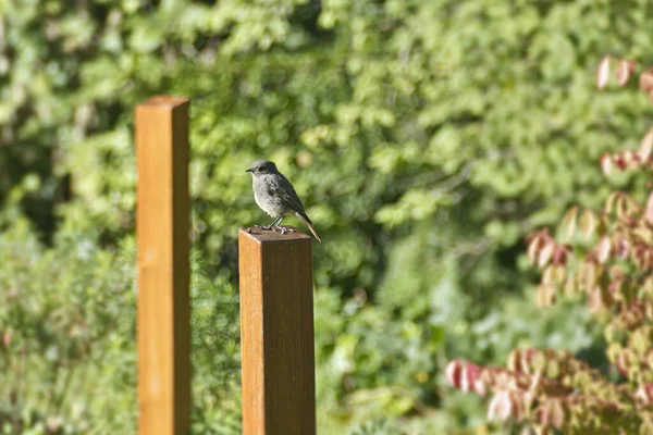 İsviçre 'nin Zürih kentindeki tahta direkte oturan Siyah Kırmızıparmak (Phoenicurus ochruros)