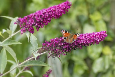 Avrupa tavus kuşu kelebeği (Aglais io) İsviçre 'nin Zürih kentinde yaz leylağına tünemiştir.