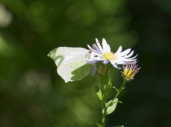 Common brimstone butterfly (Gonepteryx rhamni) sitting on a white daisy in Zurich, Switzerland