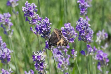 Küçük kaplumbağa kabuğu kelebeği (Aglais urticae) İsviçre 'nin Zürih kentindeki lavantanın üzerine tünemiştir.