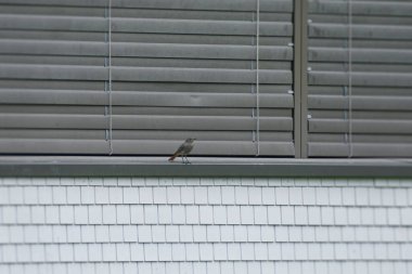 İsviçre 'nin Zürih kentindeki bir pencere eşiğinde oturan Genç Siyah Kızılay (Phoenicurus ochruros)