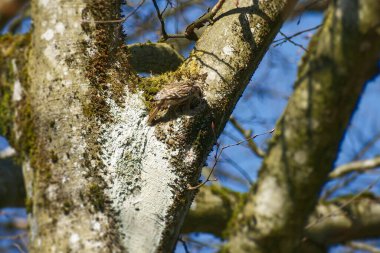 Zürih, İsviçre 'de bir ağacın üzerinde oturan Avrasyalı ağaç bekçisi (Certhia familiaris)